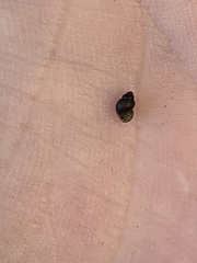Pyrgulopsis longae