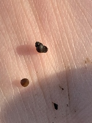 Pyrgulopsis longae
