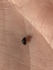 Pyrgulopsis longae