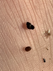 Pyrgulopsis longae