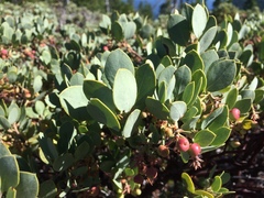 Arctostaphylos canescens