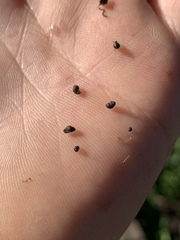 Pyrgulopsis longae