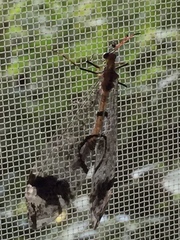 Dendroleon pupillaris