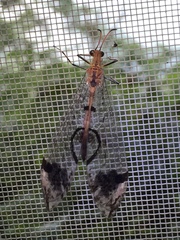 Dendroleon pupillaris