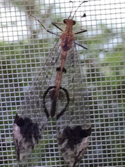 Dendroleon pupillaris