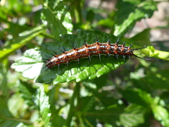 Euptoieta hegesia meridiania