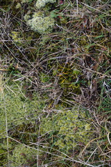Carmichaelia corrugata