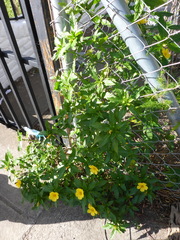 Euptoieta hegesia meridiania