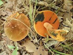 Boletus subluridellus
