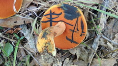 Boletus subluridellus