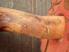 Boletus subluridellus