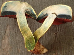 Boletus subluridellus