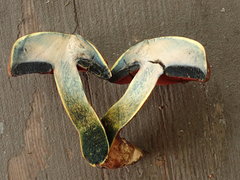 Boletus subluridellus