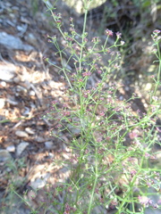 Galium wrightii