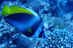 Heniochus singularius