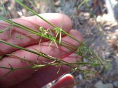 Galium wrightii