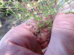 Galium wrightii