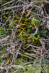Carmichaelia corrugata