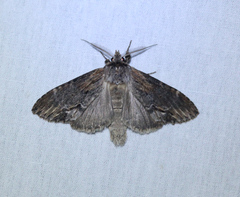 Dasylophia thyatiroides