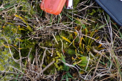 Carmichaelia corrugata