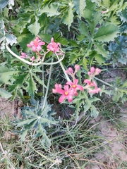 Jatropha cathartica