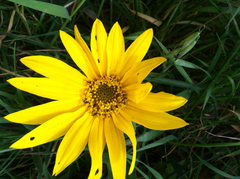 Wyethia angustifolia