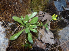 Draba petrophila
