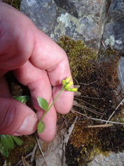 Draba petrophila