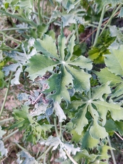 Jatropha cathartica