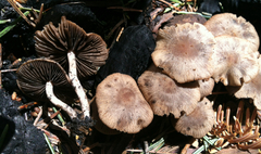 Psathyrella pennata