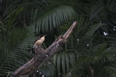 Donacobius atricapilla