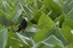 Arundinicola leucocephala