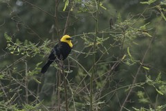 Chrysomus icterocephalus