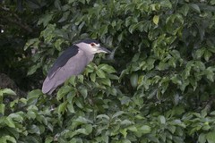 Nycticorax nycticorax