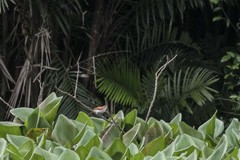 Certhiaxis cinnamomeus