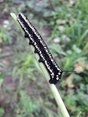 Theretra oldenlandiae