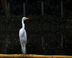 Ardea alba