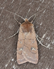 Euxoa mimallonis gagates