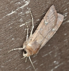 Euxoa mimallonis gagates