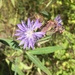 Lactuca - Photo (c) Rosalee Faint,  זכויות יוצרים חלקיות (CC BY-NC), uploaded by Rosalee Faint
