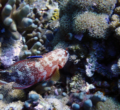 Cephalopholis urodeta