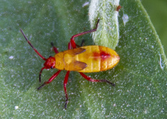 Oncopeltus guttaloides