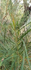 Acacia longissima