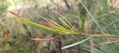Acacia longissima