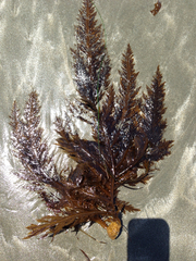 Desmarestia ligulata