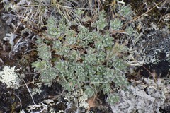 Draba nivalis