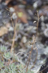 Draba nivalis