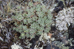 Draba nivalis