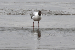 Chroicocephalus maculipennis