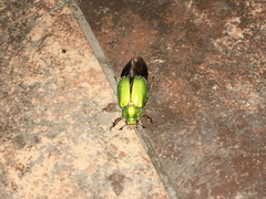 Brachysternus prasinus